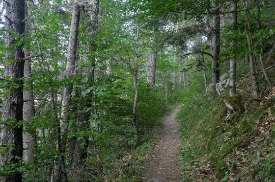 Sentier ombragé en sous-bois