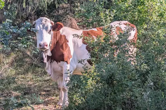 Vache croisée en alpage